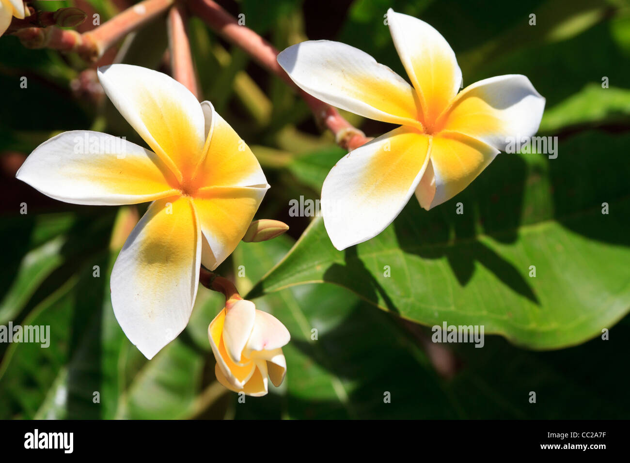 Hawaii Blumen Stockfotos & Hawaii Blumen Bilder - Alamy