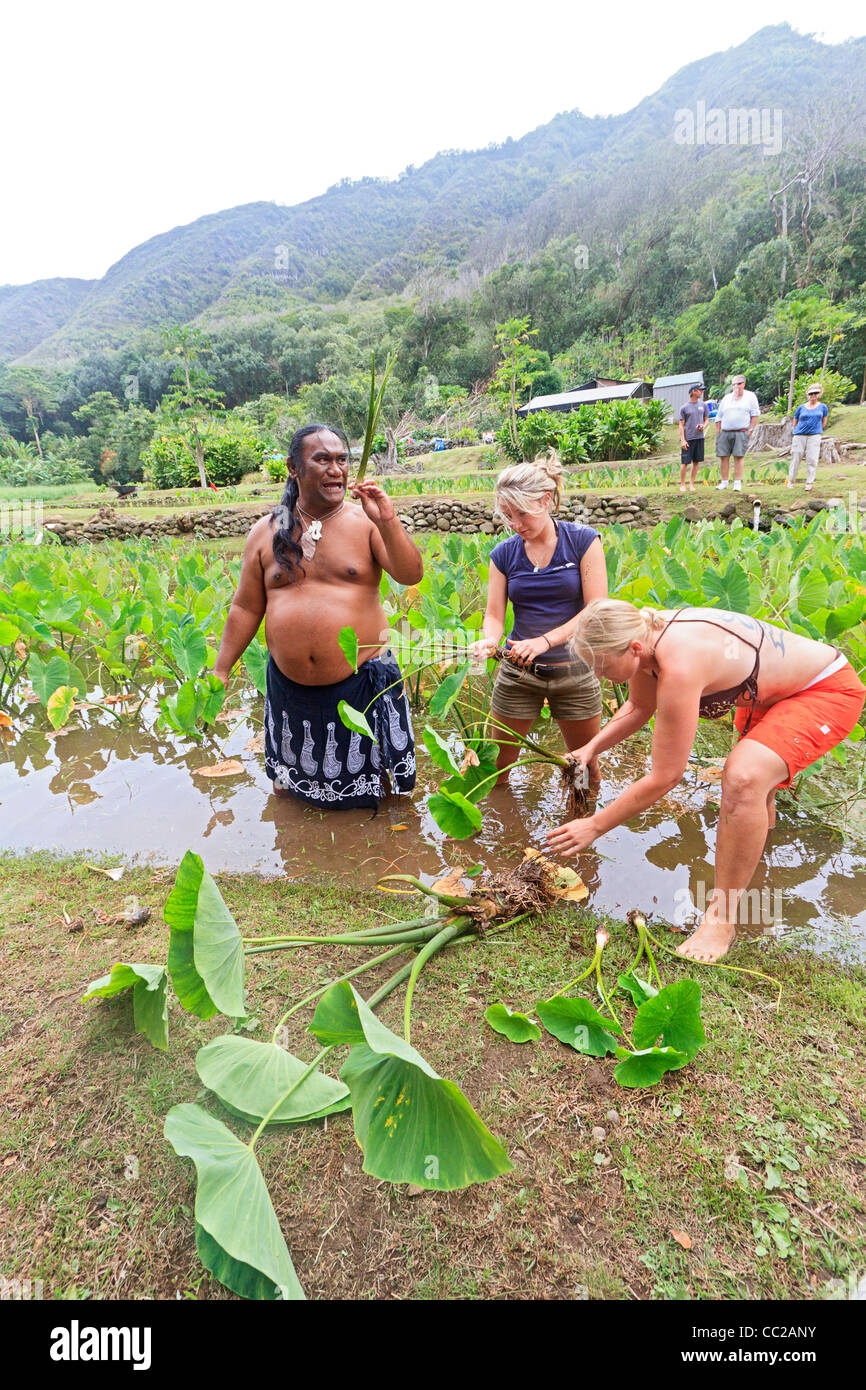 Spiritueller Führer/Führer Lawrence Kalainia zeigt Ernte von Taro im Halawa Valley, Molokai, Hawaii, USA. Stockfoto