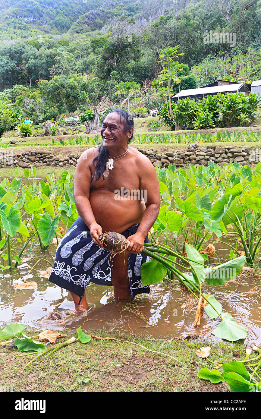 Spiritueller Führer/Führer Lawrence Kalainia zeigt Ernte von Taro im Halawa Valley, Molokai, Hawaii, USA. Stockfoto