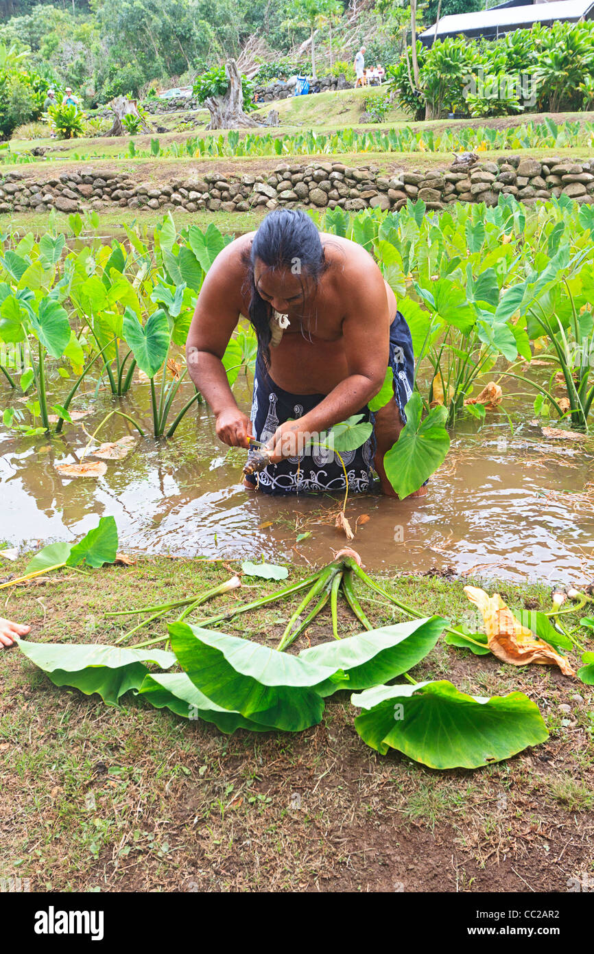 Spiritueller Führer/Führer Lawrence Kalainia zeigt Ernte von Taro im Halawa Valley, Molokai, Hawaii, USA. Stockfoto