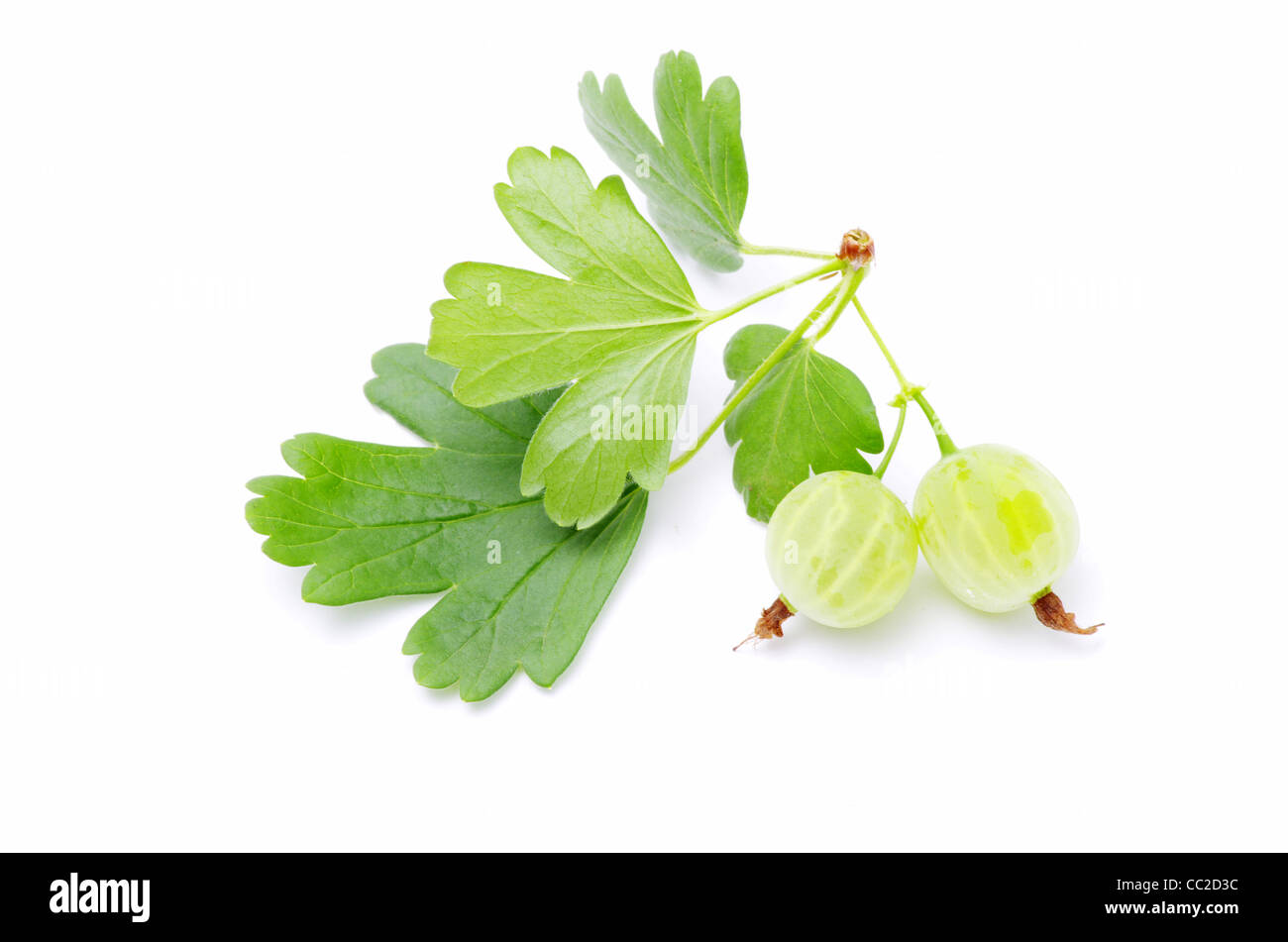 Grüne Stachelbeere Früchte auf weiß Stockfoto