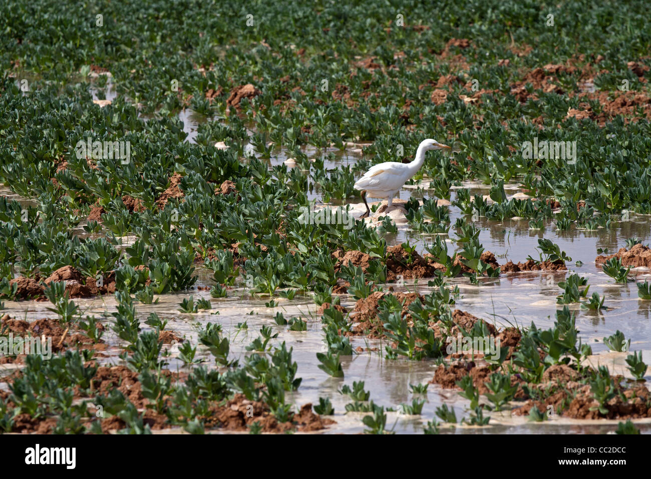 Kuhreiher in Bauern frisch gewässert überflutet schlammigen Feld in eine Oase Stadt von Ägypten. Stockfoto