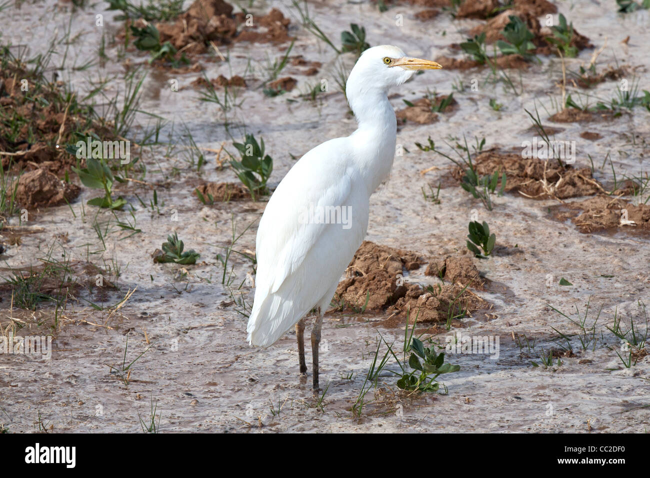 Kuhreiher in Bauern frisch gewässert überflutet schlammigen Feld in eine Oase Stadt von Ägypten. Stockfoto
