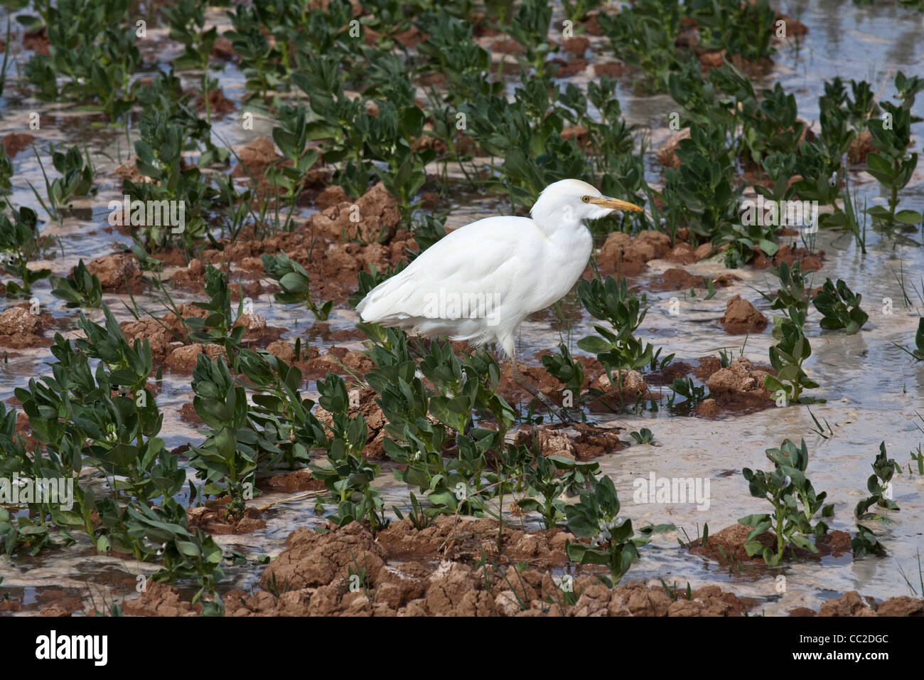 Kuhreiher in Bauern frisch gewässert überflutet schlammigen Feld in eine Oase Stadt von Ägypten. Stockfoto