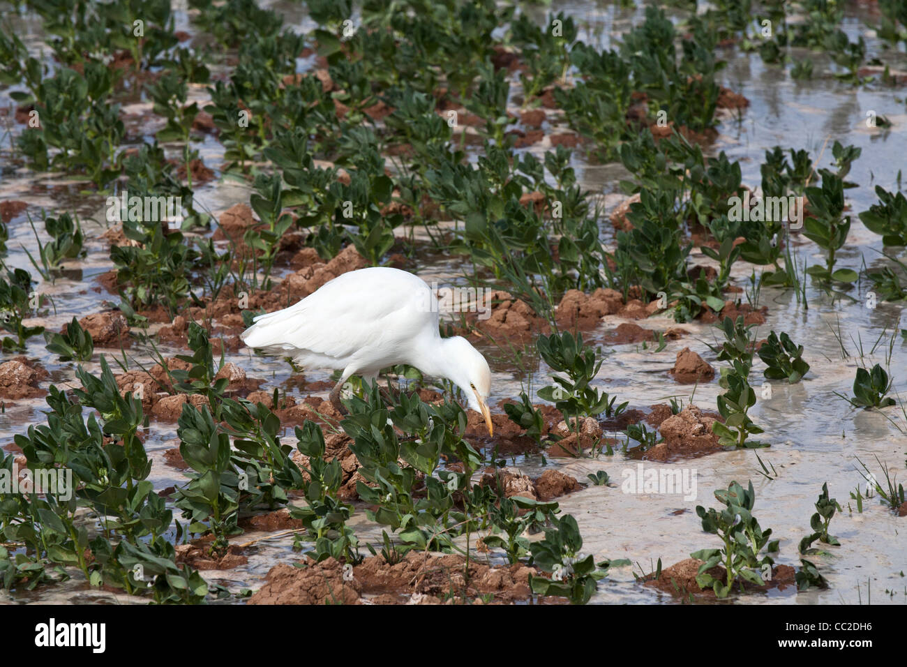 Kuhreiher in Bauern frisch gewässert überflutet schlammigen Feld in eine Oase Stadt von Ägypten. Stockfoto
