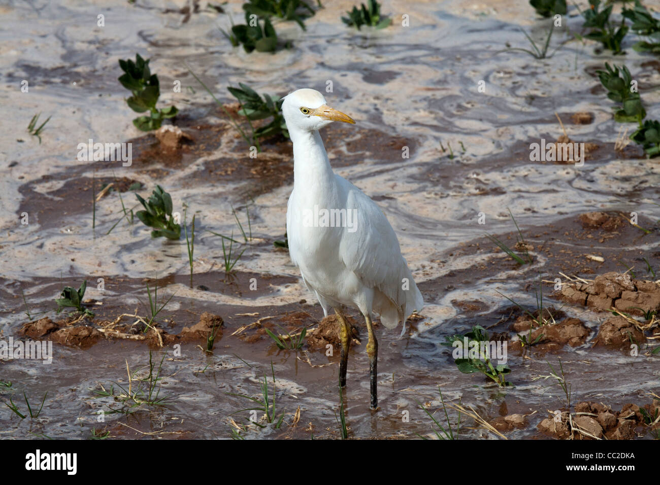 Kuhreiher in Bauern frisch gewässert überflutet schlammigen Feld in eine Oase Stadt von Ägypten. Stockfoto