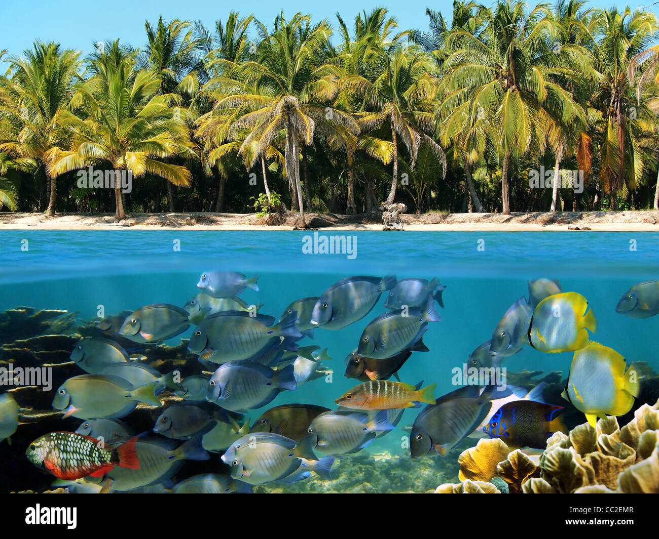 Unterwasser- und Oberfläche eines tropischen Küste mit Kokospalmen und eine Schule der tropischen Fische, Karibik Stockfoto