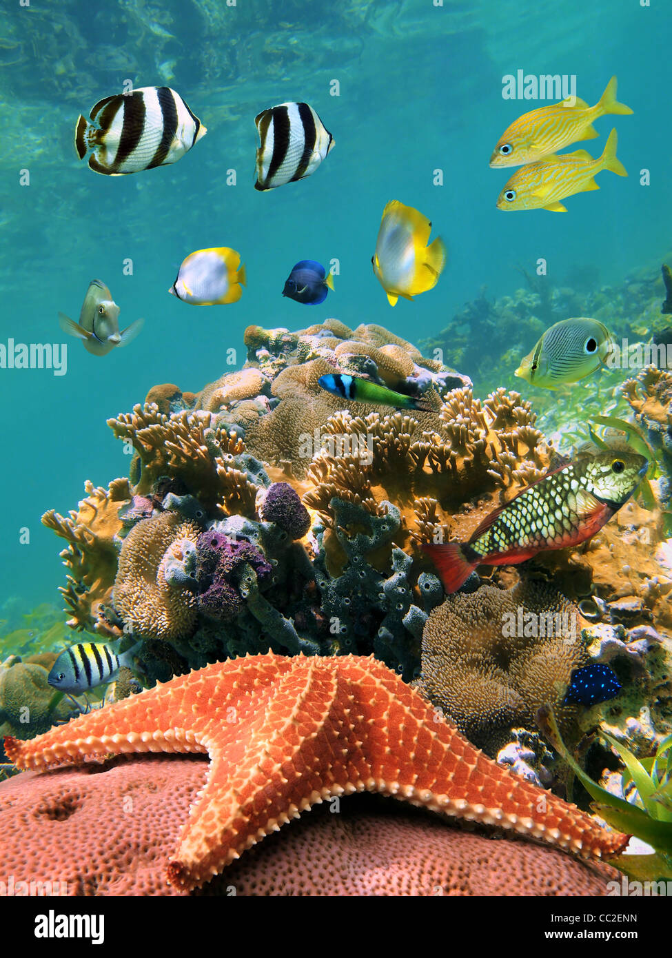 Bunte Unterwasserwelt Unterwasserwelt in einem seichten Korallenriff mit tropischen Fischen und ein Seestern im Vordergrund, Karibik, Mexiko Stockfoto