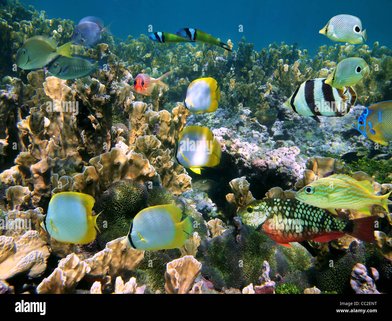Schwarm von bunten tropischen Fischen an einem Korallenriff der Karibik, Belize Stockfoto