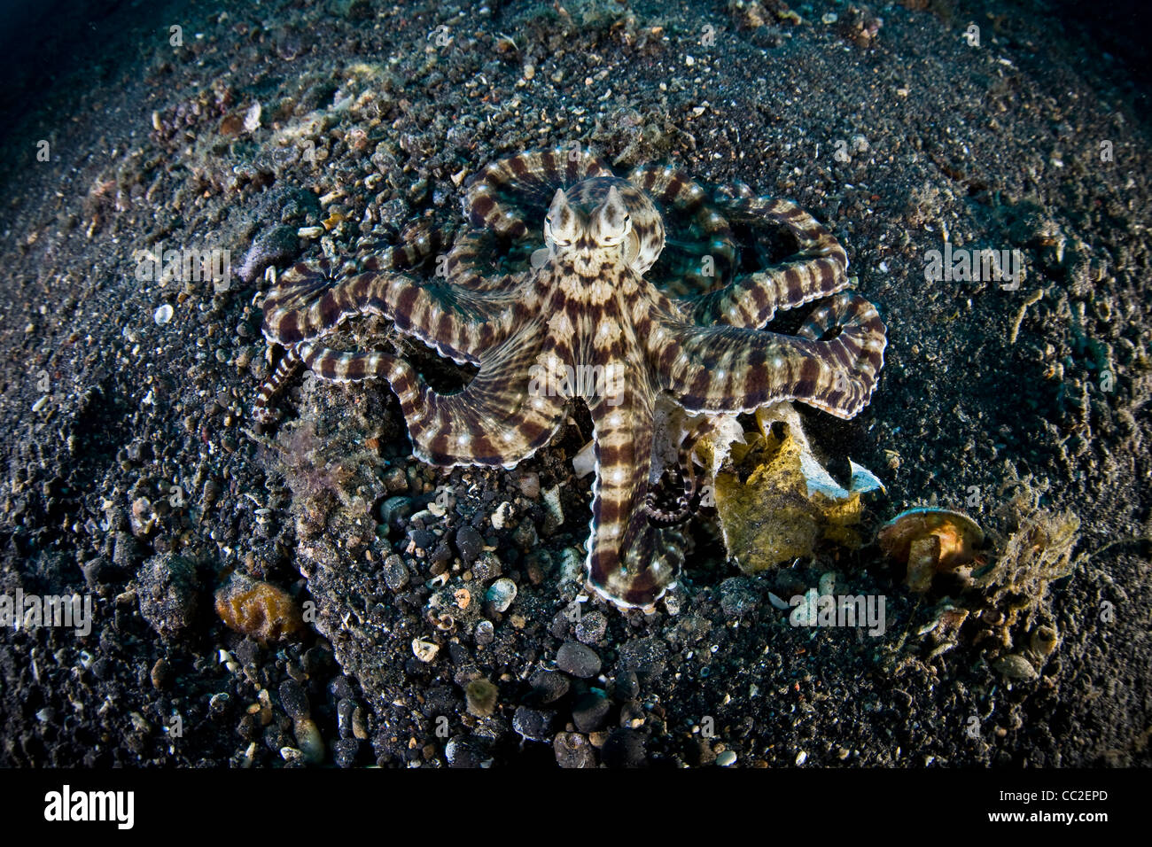 Ein Mimik Oktopus (Thaumoctopus Mimicus) kriecht über dunklen, vulkanischen Sand, wo es in eine unterirdische Höhle verschwinden. Stockfoto