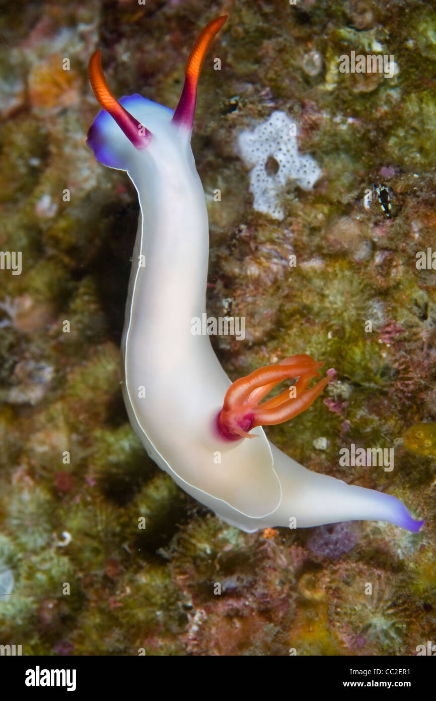 Eine hübsche Nacktschnecke (Hypselodoris Bullocki) kriecht über Algen.  Diese Art kann eine Vielzahl von Farben und Leben an Riffen. Stockfoto