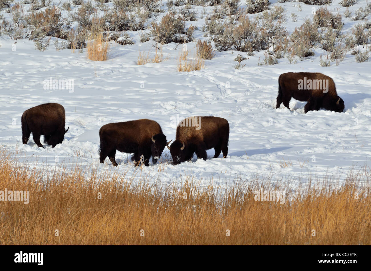 Eine Herde Bisons grasen im Schnee. Yellowstone National Park, Montana, USA. Stockfoto