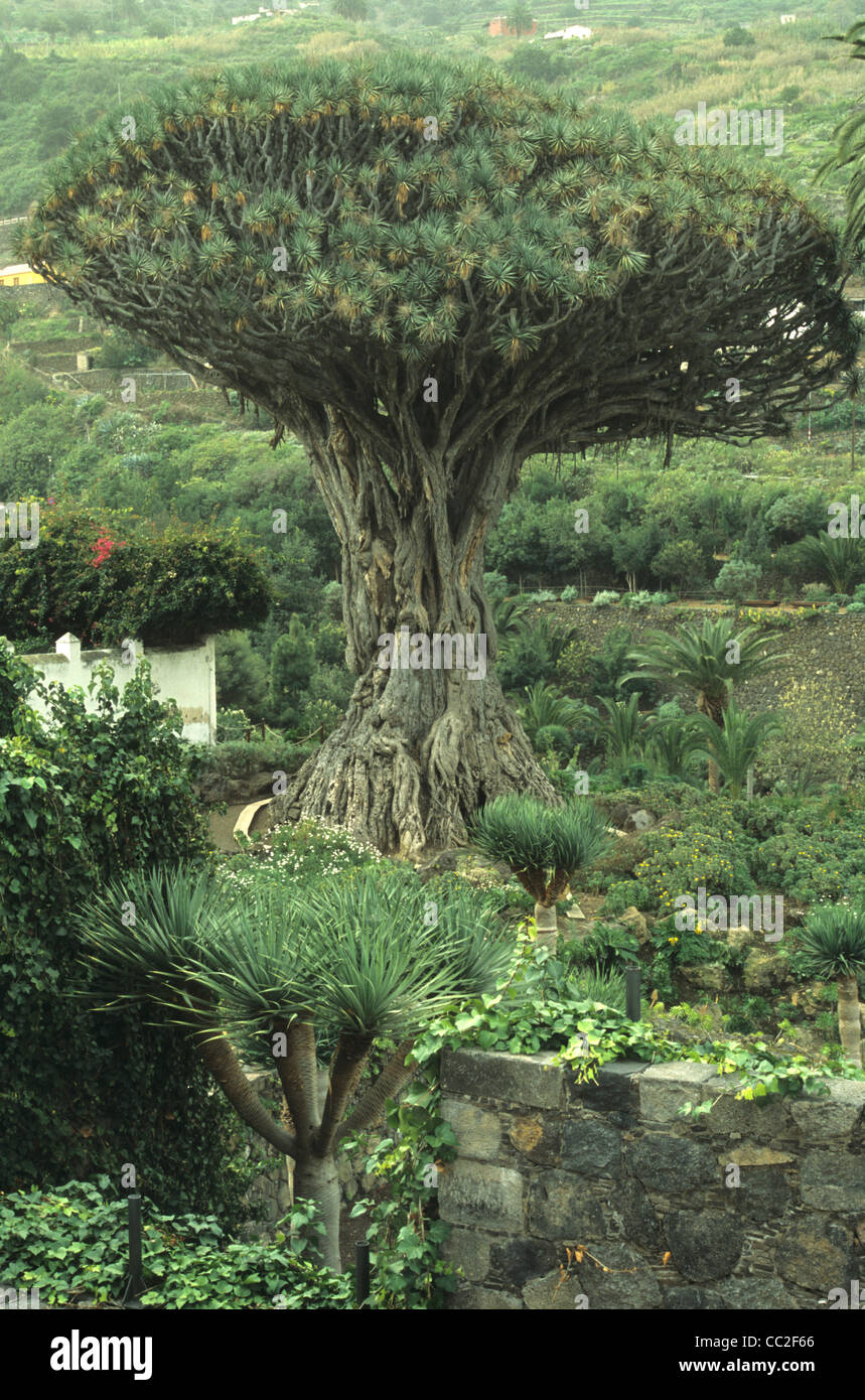 Alten Drachenbaum, Icod de Los Vinos, Teneriffa, Kanarische Inseln, Spanien Stockfoto