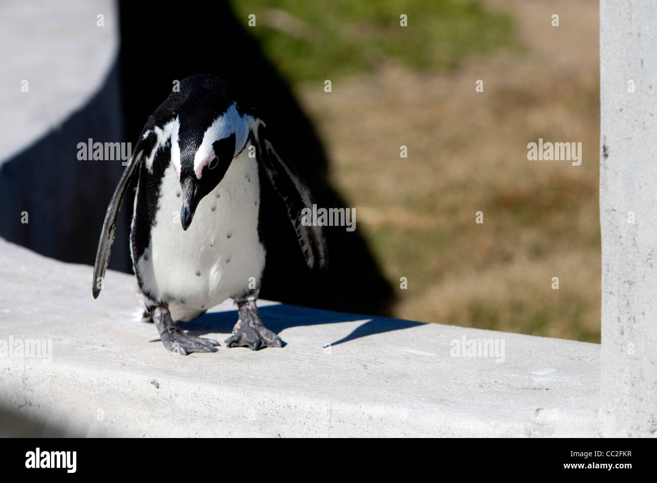 Eine afrikanische Pinguin an, wo zu springen in einen Parkplatz suchen. Stockfoto