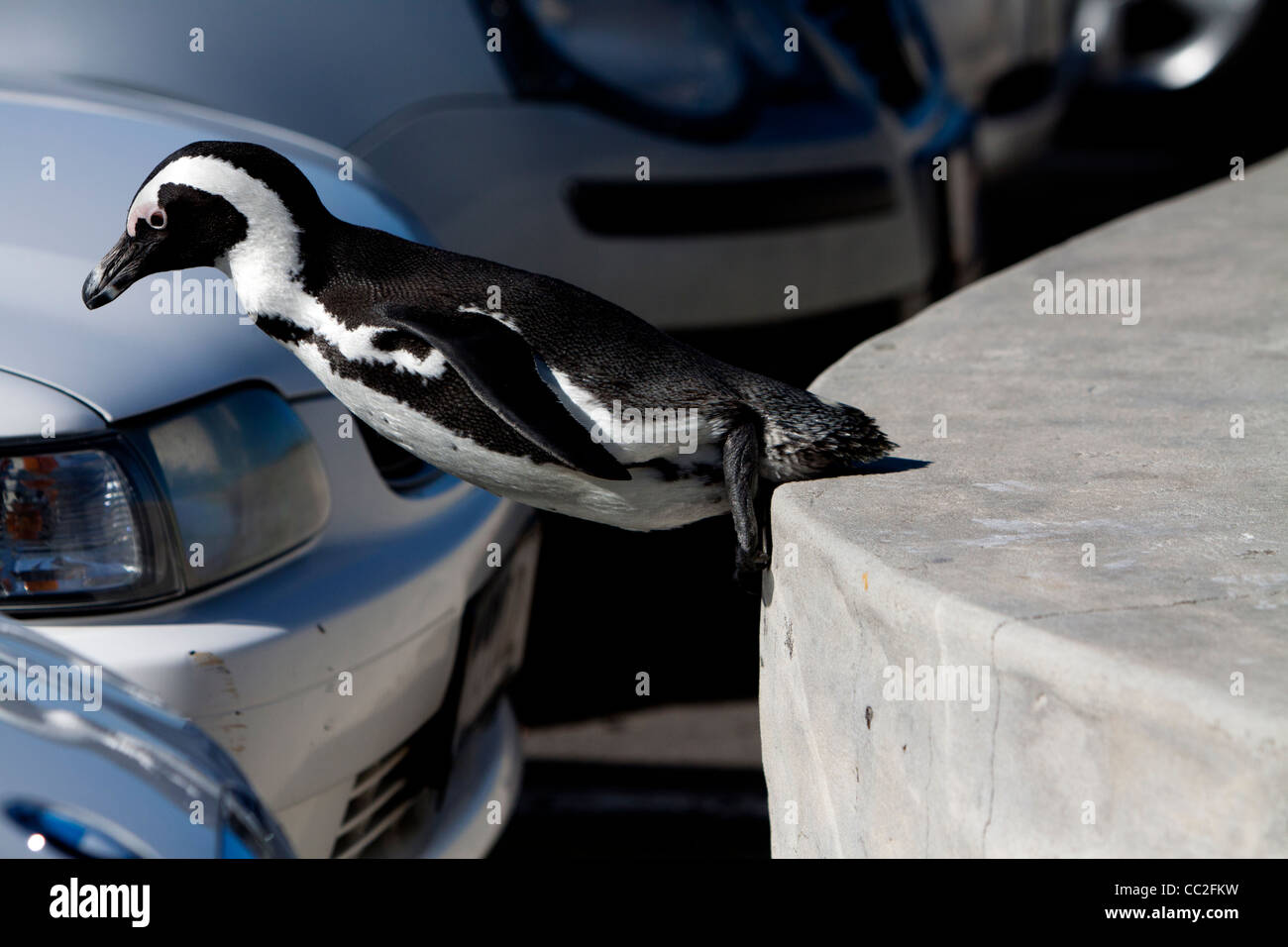 Eine afrikanische Pinguin Sprung in einen Parkplatz Stockfoto