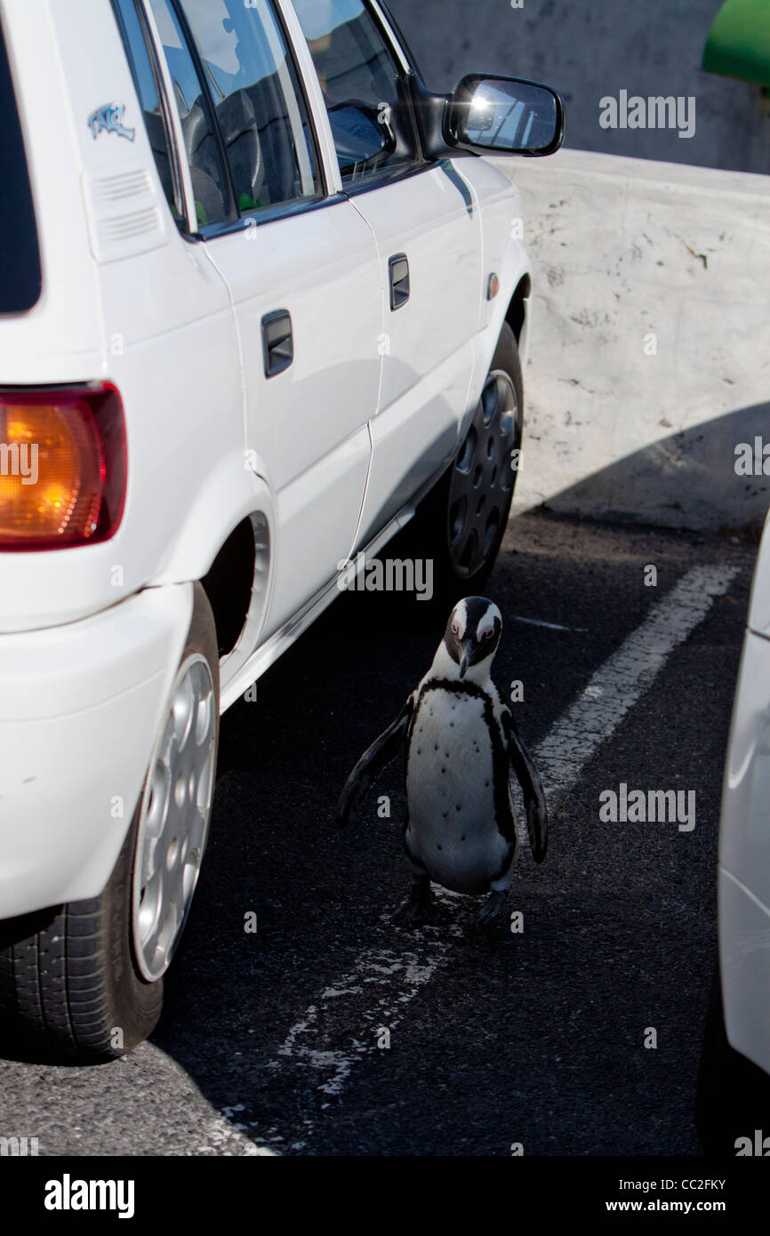 Eine afrikanische Pinguin erkunden ein Parkplatz zur Verfügung Stockfoto