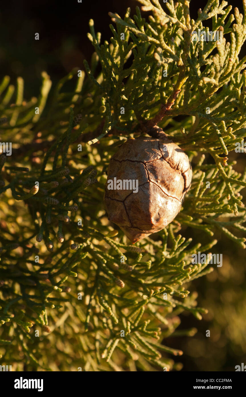 Zapfen von Cypress (Cupressaceae) Stockfoto