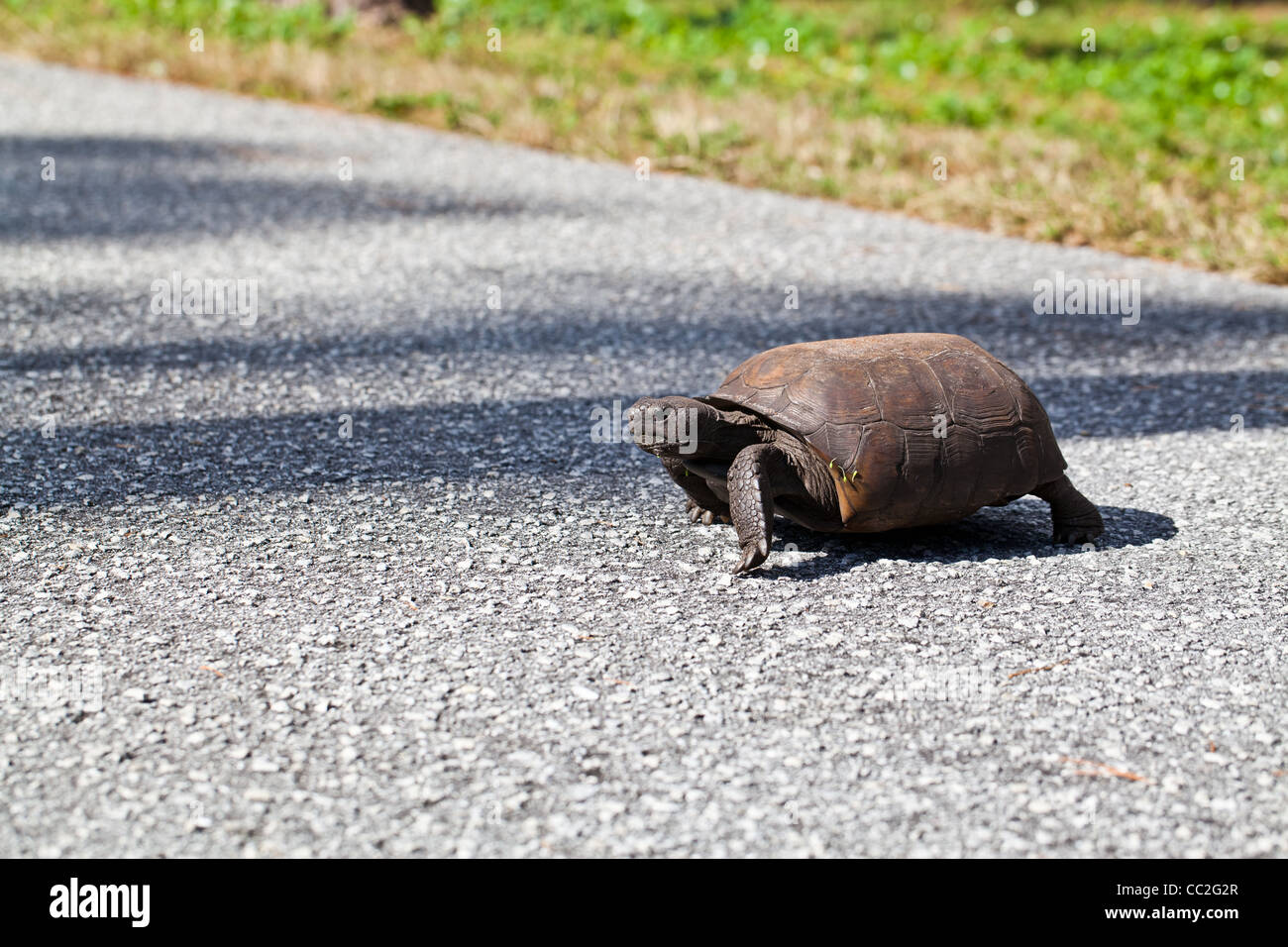Gopher-Schildkröte (Gopherus Polyphemus) beim Überqueren der Straße Stockfoto