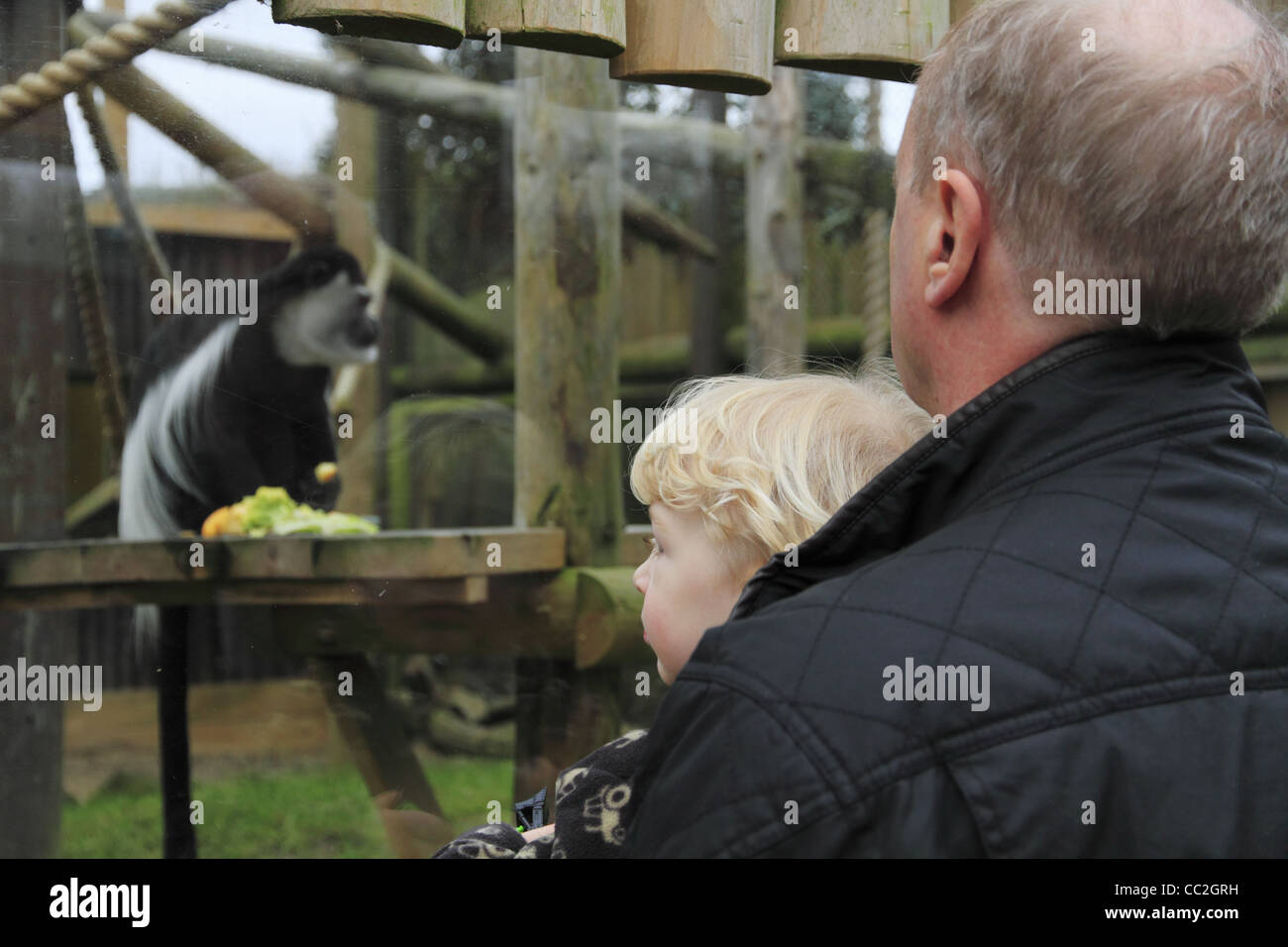 Ein kleines Kind und seine Familie sehen die Tiere bei Drusillas Park Zoo, Touristenort, East Sussex, England Stockfoto