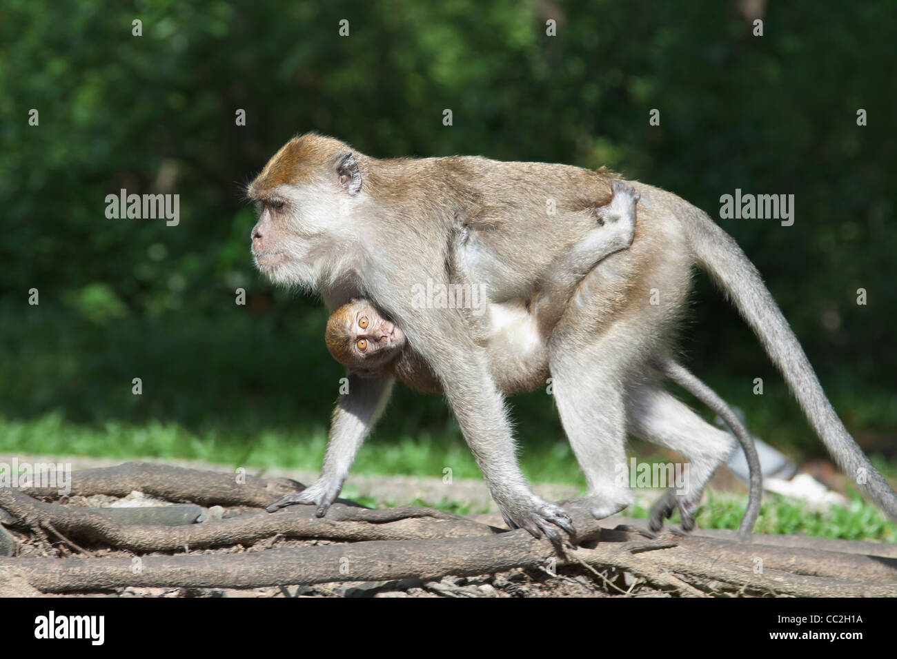 Ein Makaken-Affen und Baby, Thailand Stockfoto