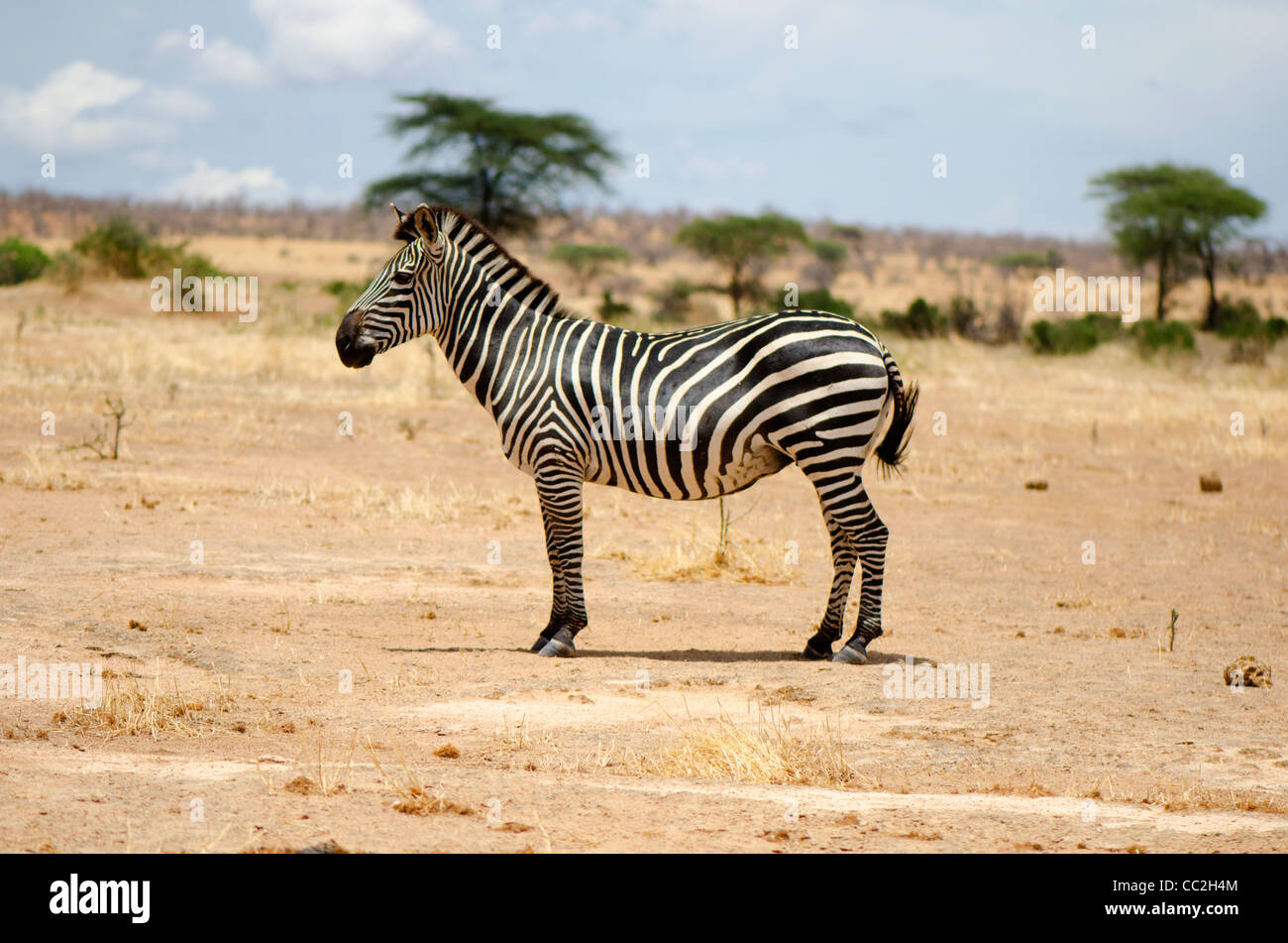 Zebra in den Ruaha Nationalpark, Tansania Stockfoto