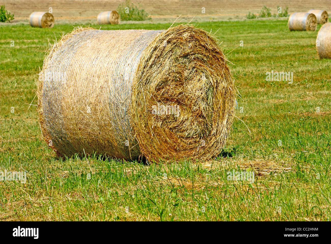 Heuballen von frisch gemähten Grases, Nahaufnahme Stockfoto