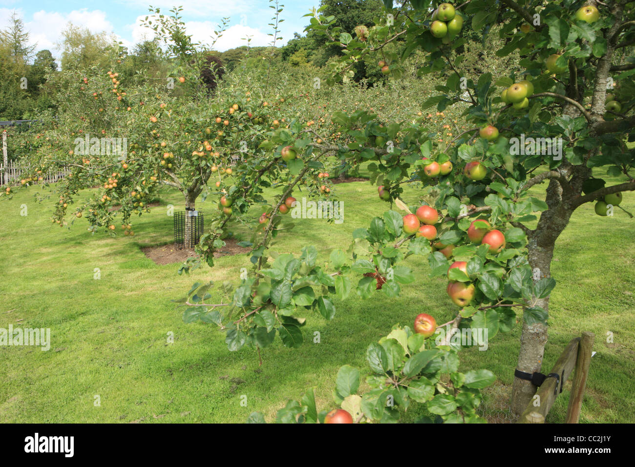 Fair Maid of Devon Mostäpfel wächst am Royal Horticultural Society Garten Rosemoor Stockfoto