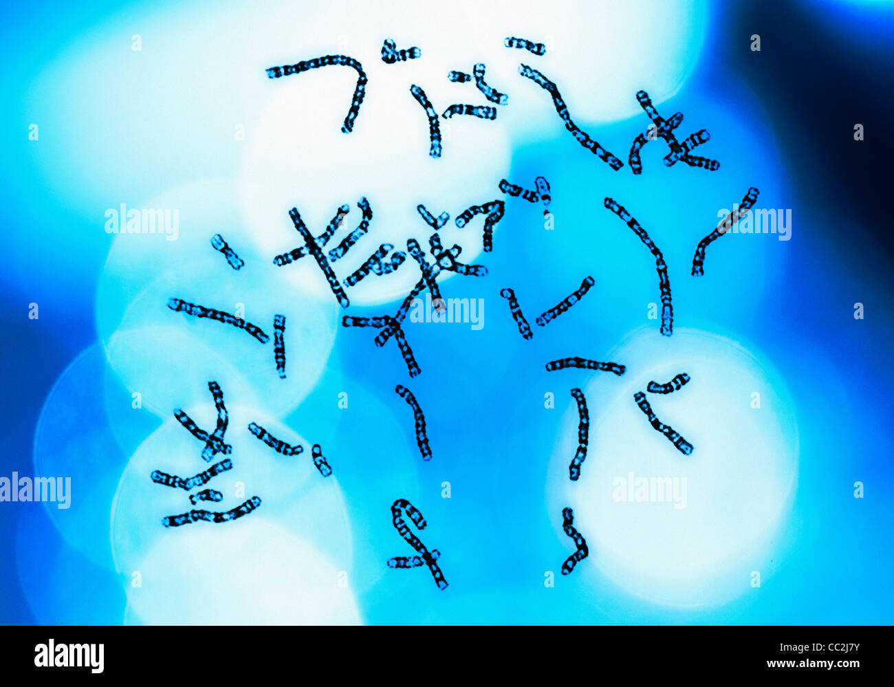 Chromosomen auf blauem Hintergrund Stockfoto