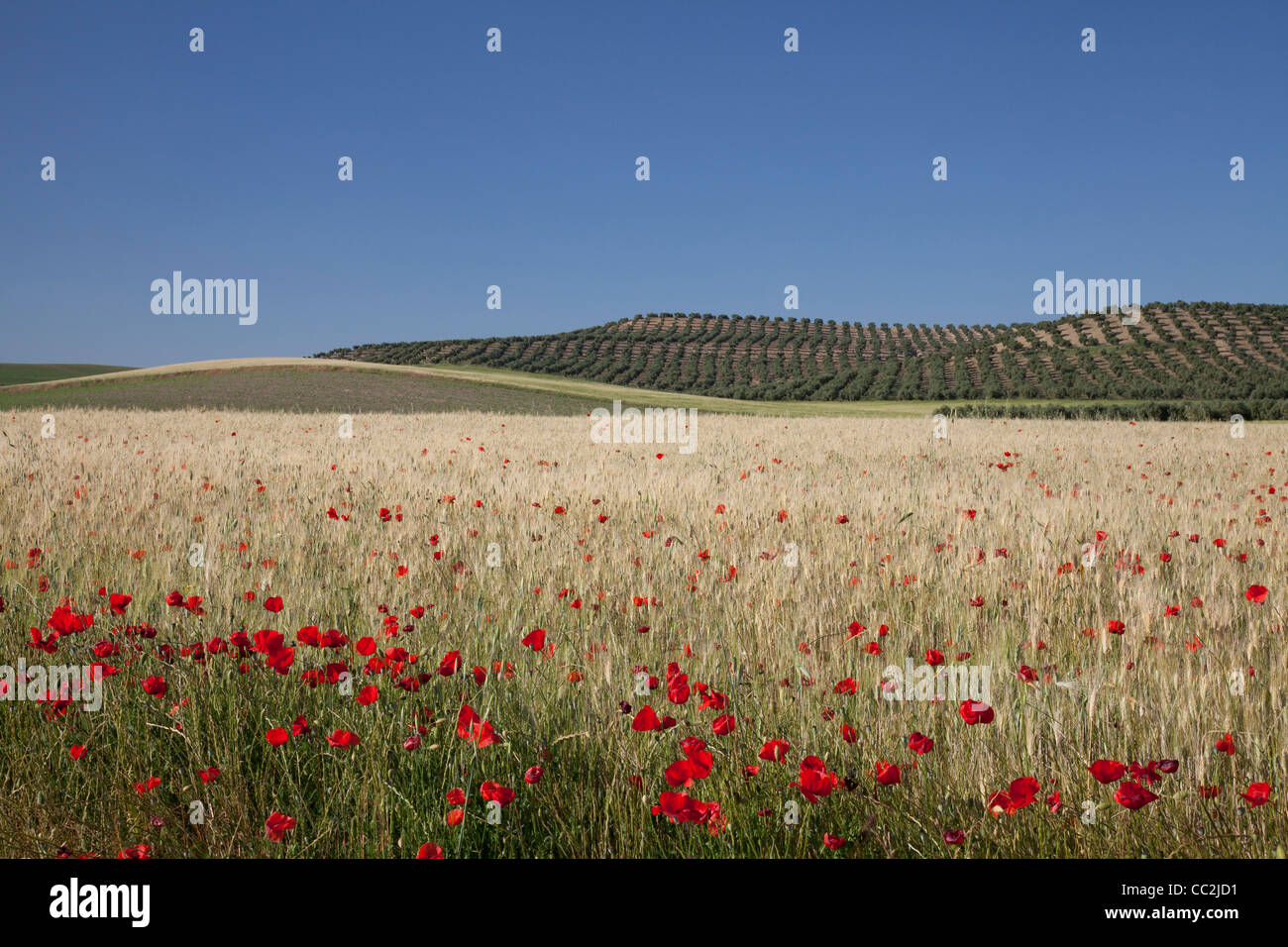 Klassische Andalusien-Landschaft mit Olivenhainen, Weizen und Mohn. Stockfoto
