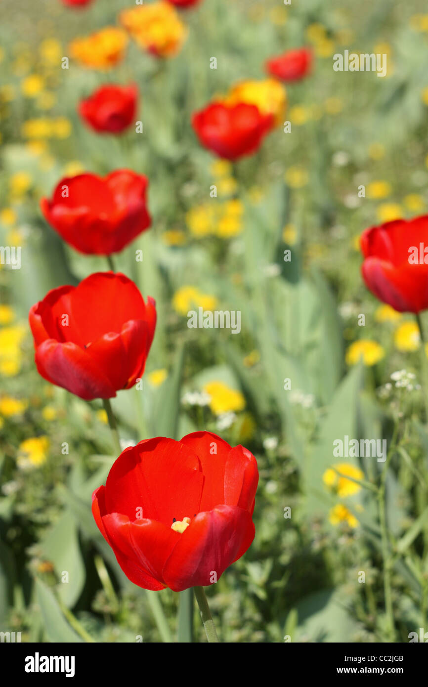Frühlingsblumen. Rote Tulpen-Nahaufnahme Stockfoto