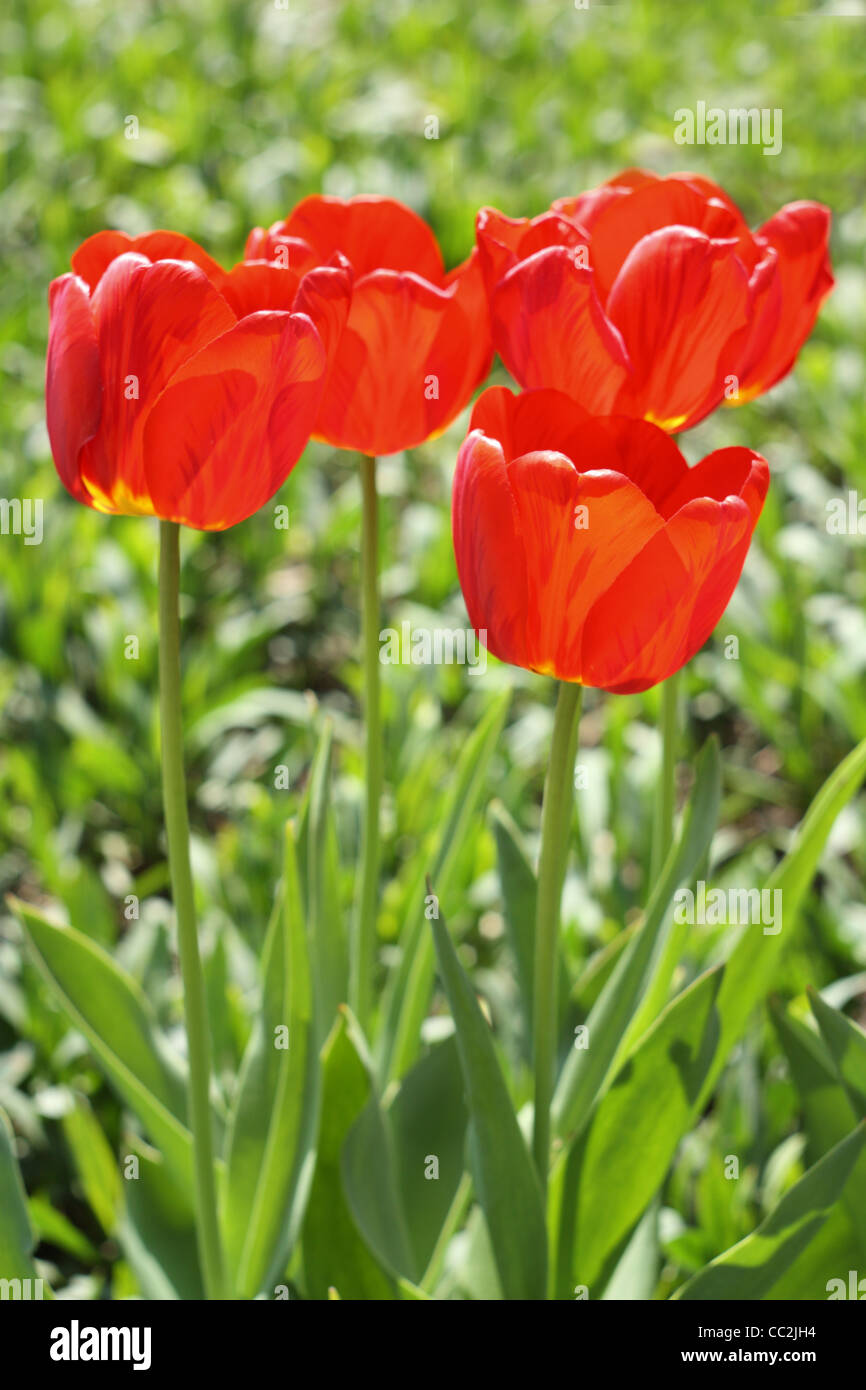 Frühlingsblumen. Rote Tulpen-Nahaufnahme Stockfoto