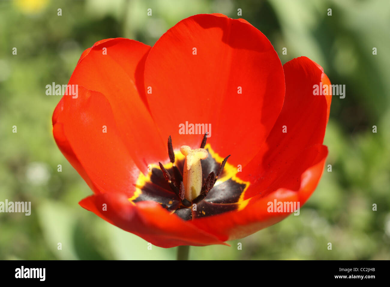 Frühlingsblumen. Rote Tulpe Nahaufnahme Stockfoto