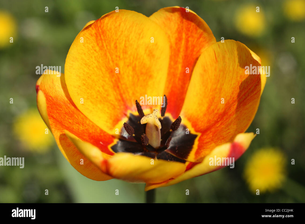 Frühlingsblumen. Gelbe Tulpe Nahaufnahme Stockfoto