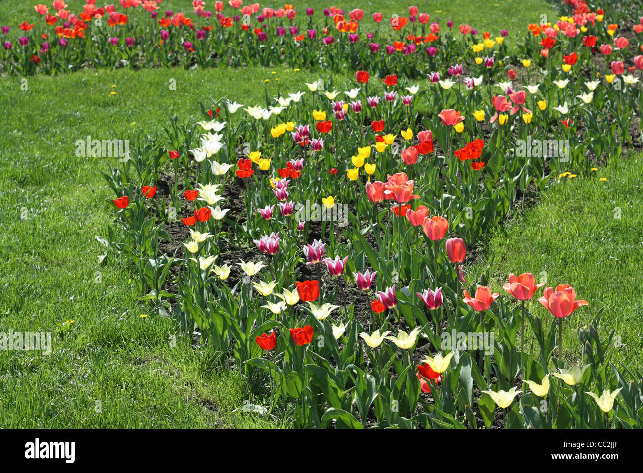 Frühlingsblumen. Tulpen in verschiedenen Farben auf dem Rasen Stockfoto