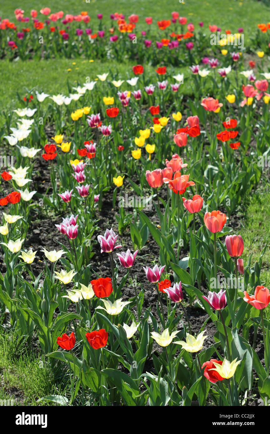Frühlingsblumen. Tulpen in verschiedenen Farben auf dem Rasen Stockfoto
