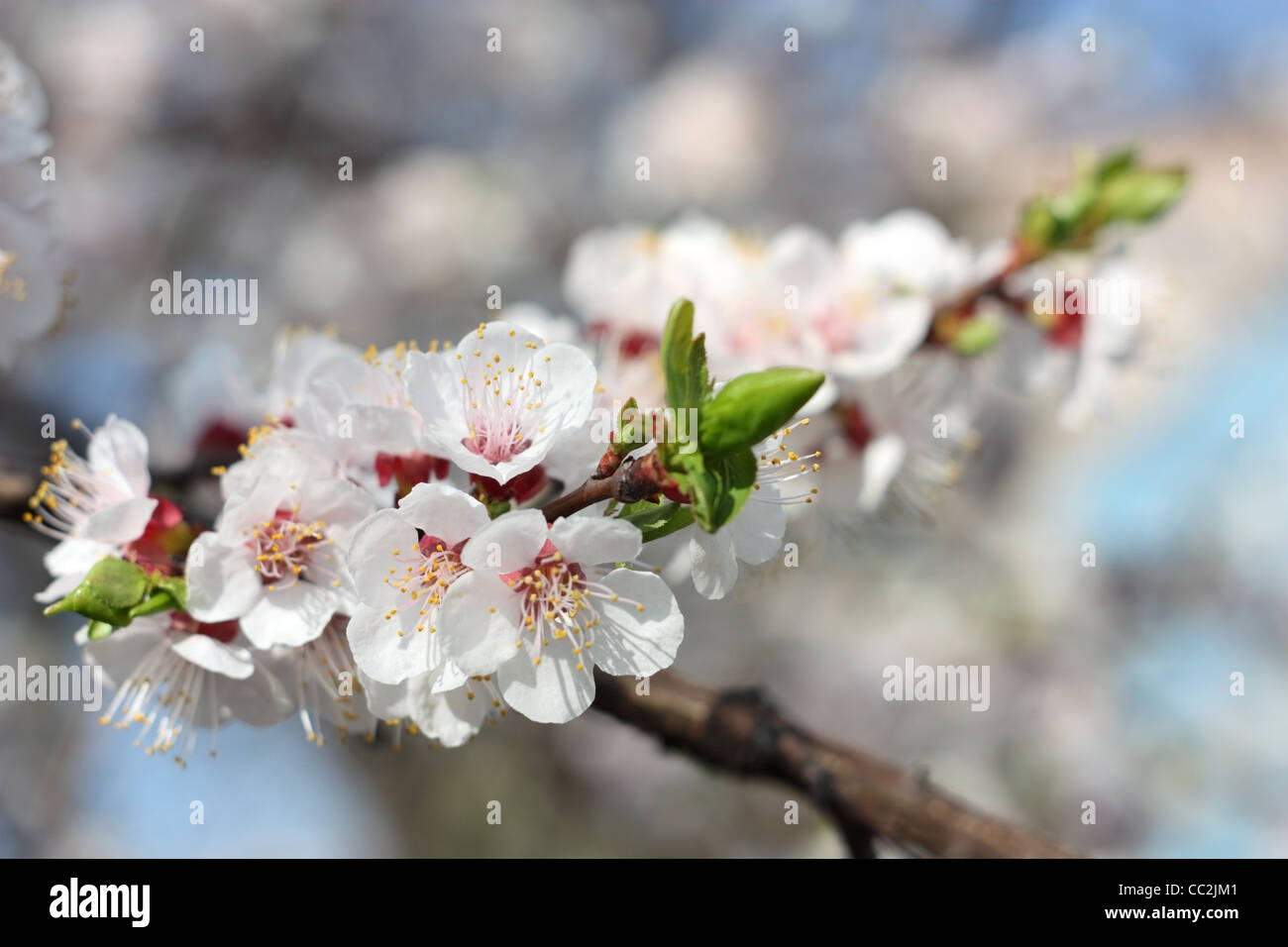 Frühling. Zweig der Aprikose Blüten, Nahaufnahme Stockfoto