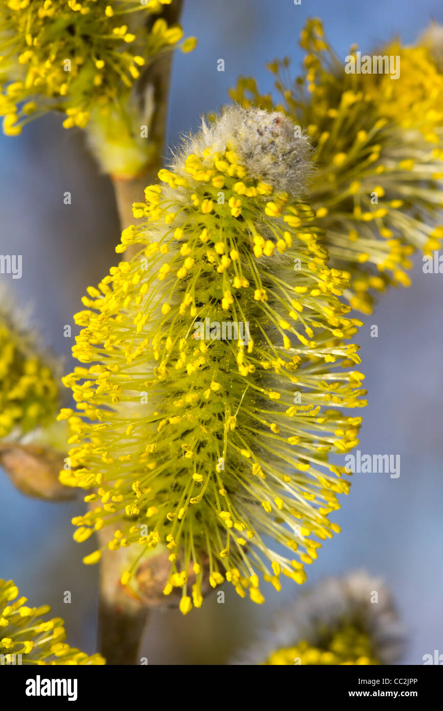 Witch-Hazel an einem Wintertag Stockfoto