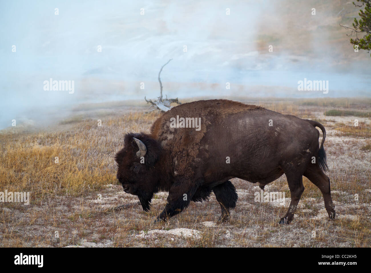 Sobald durch extreme übermäßige Bejagung gefährdet, ist Yellowstone einer der Orte, die Bisons jetzt in einer natürlichen Umgebung gedeihen. Stockfoto
