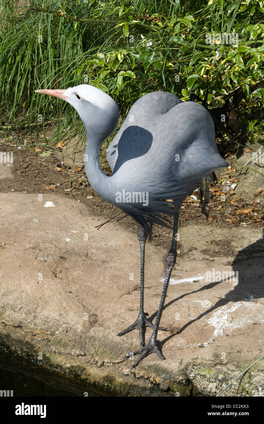 Ein Grauer Vogel Mit Einem Langen Schnabel Stockfotografie Alamy