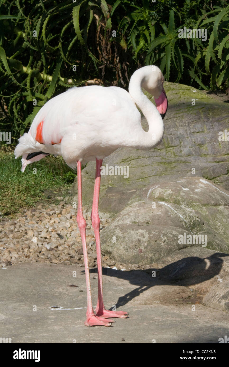 Eine weiße Flamingo Stockfotografie - Alamy