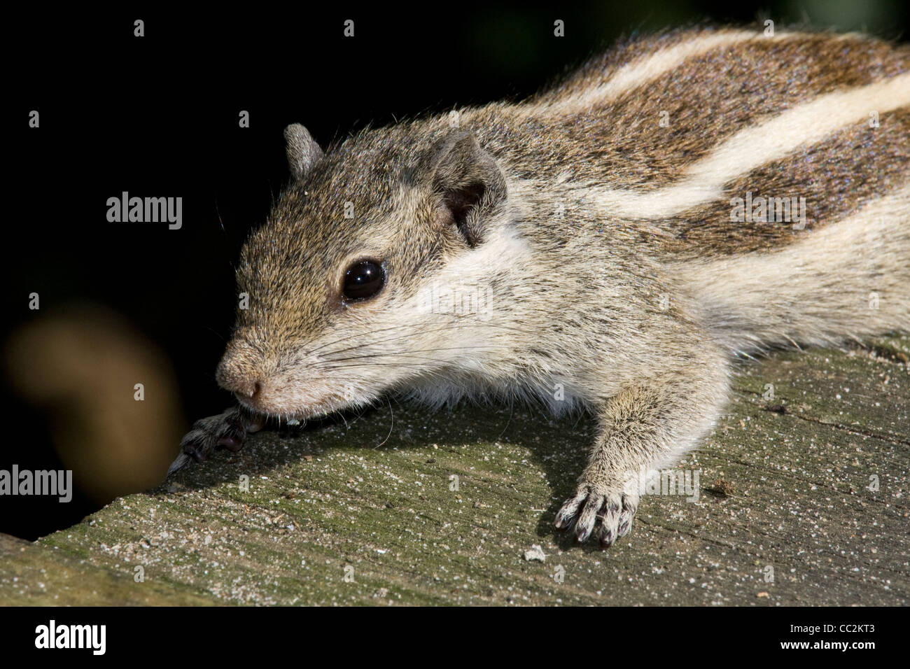 Eichhörnchen Stockfoto