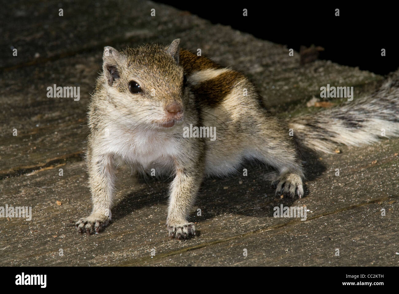 Eichhörnchen Stockfoto