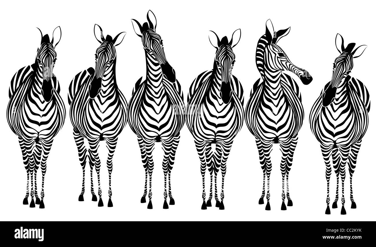 Gruppe von Zebras stehen in einer Reihe auf weißem Hintergrund Stockfoto