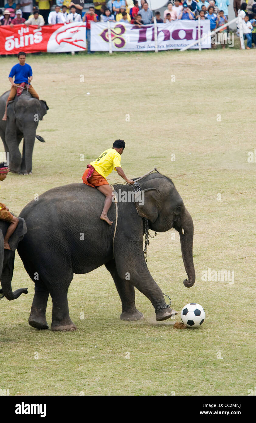 Elefant-Fußball in Surin Srinarong Stadion während des jährlichen Festivals der Elephant Roundup. Surin, Surin, Thailand Stockfoto