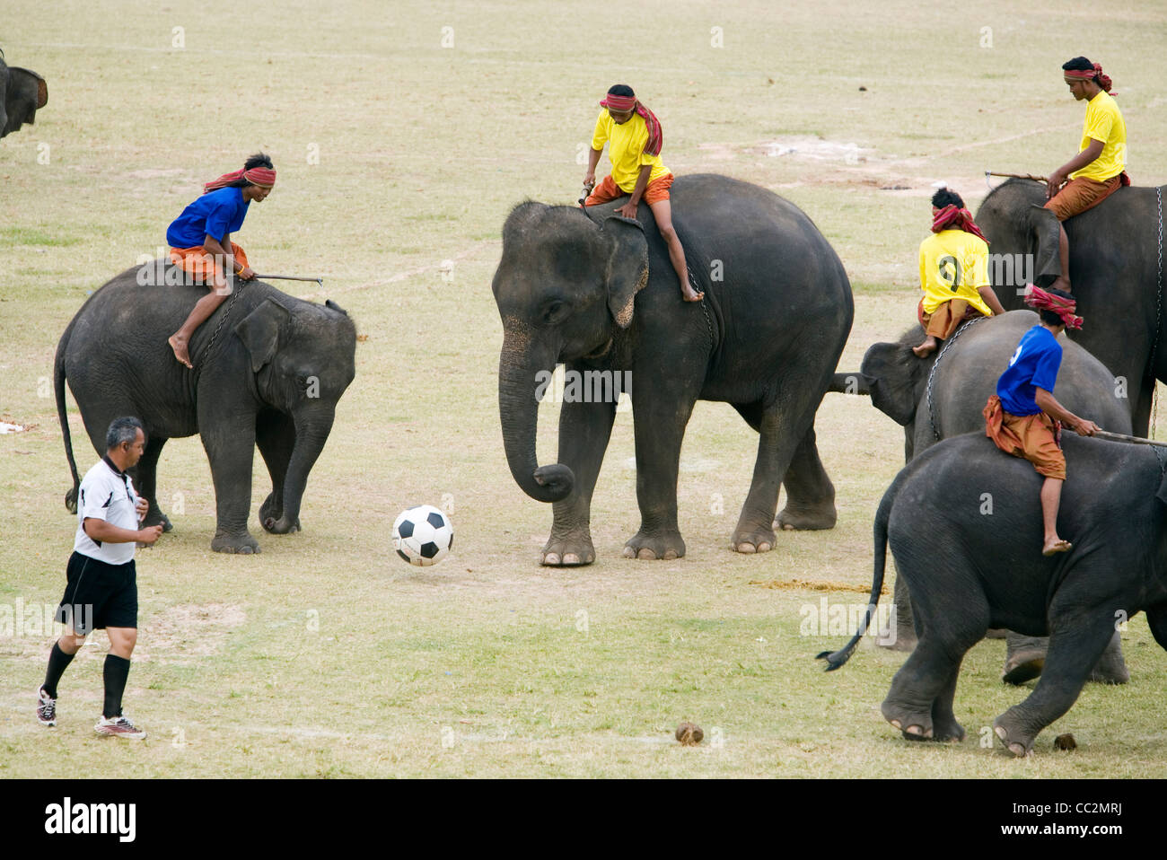 Elefant-Fußball in Surin Srinarong Stadion während des jährlichen Festivals der Elephant Roundup.  Surin, Surin, Thailand Stockfoto