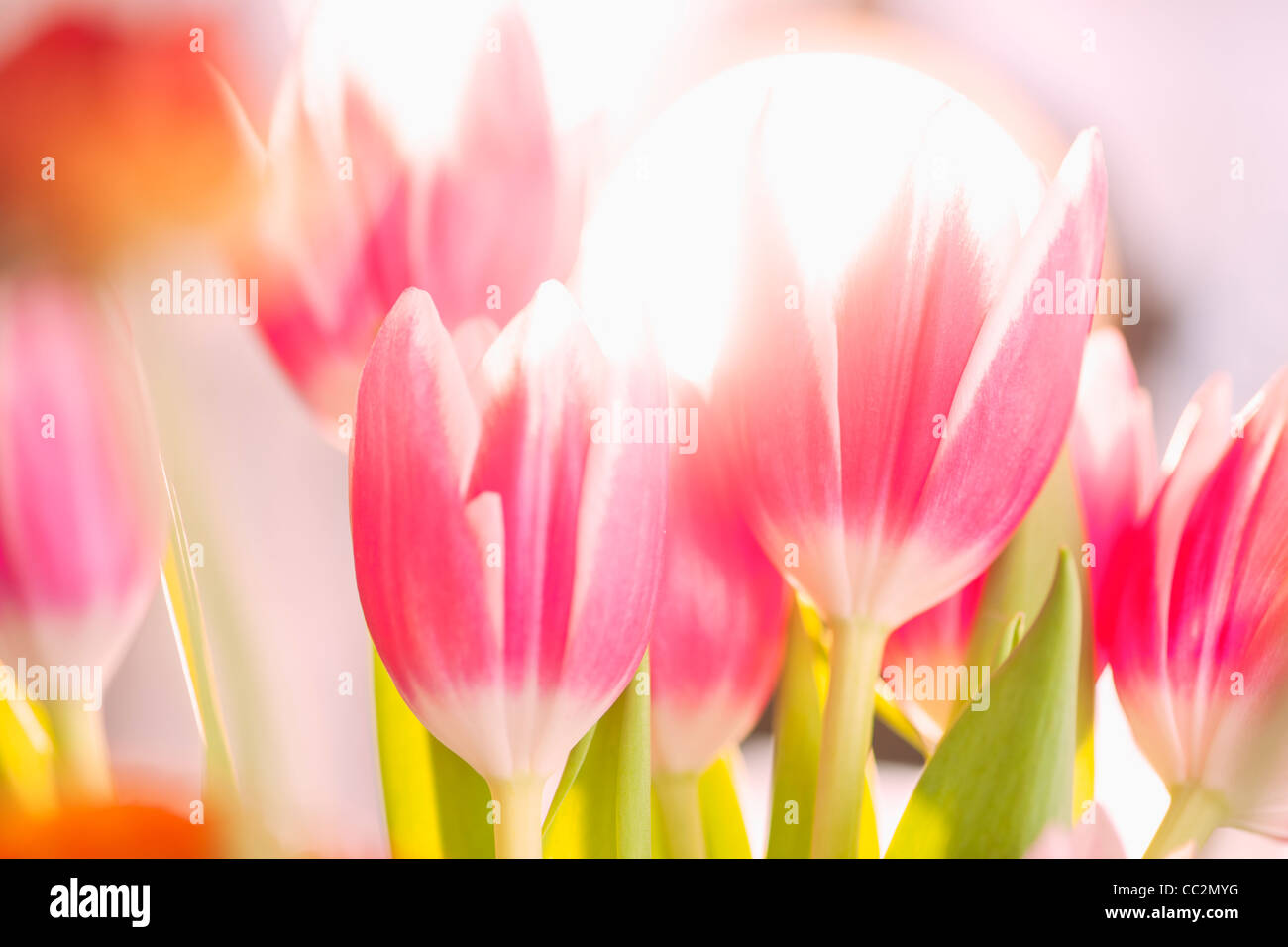 Studioaufnahme von rosa Tulpen Stockfoto