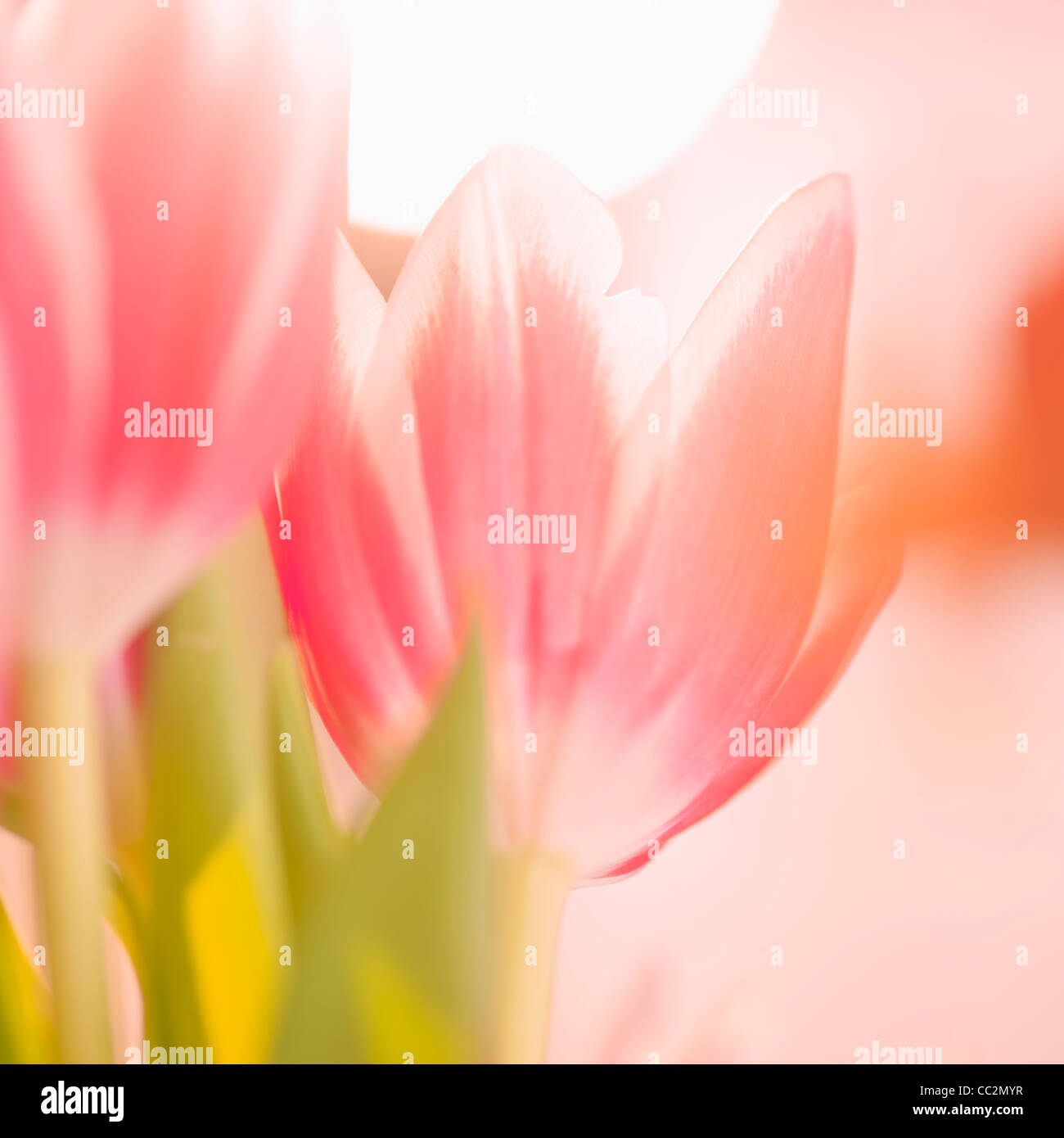 Studioaufnahme von rosa Tulpen Stockfoto