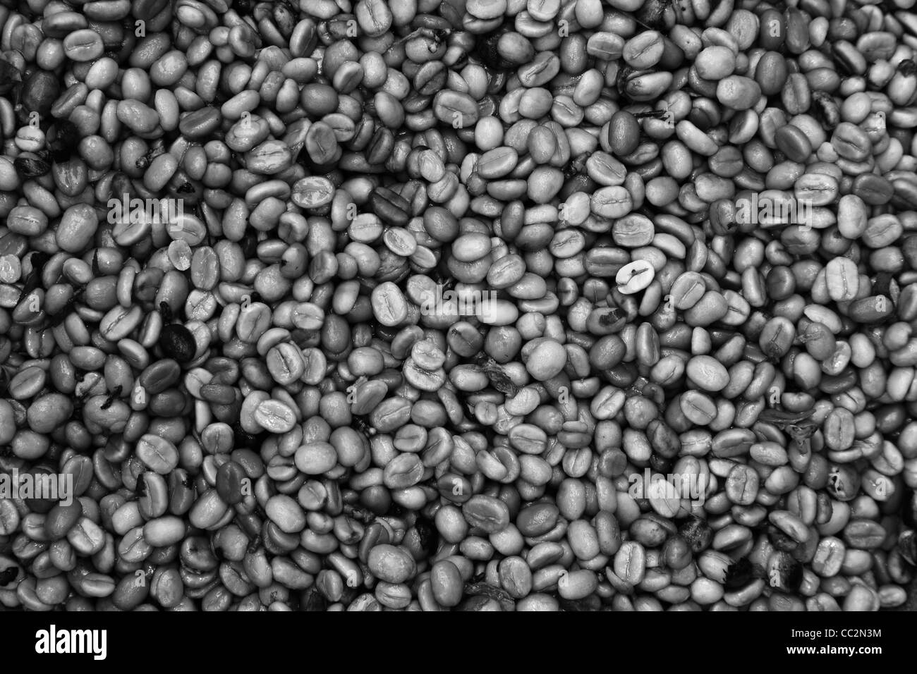 Rohe Kaffeebohnen Stockfoto