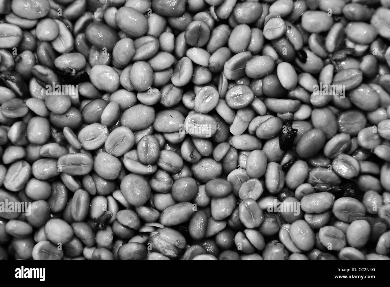 Rohe Kaffeebohnen Stockfoto