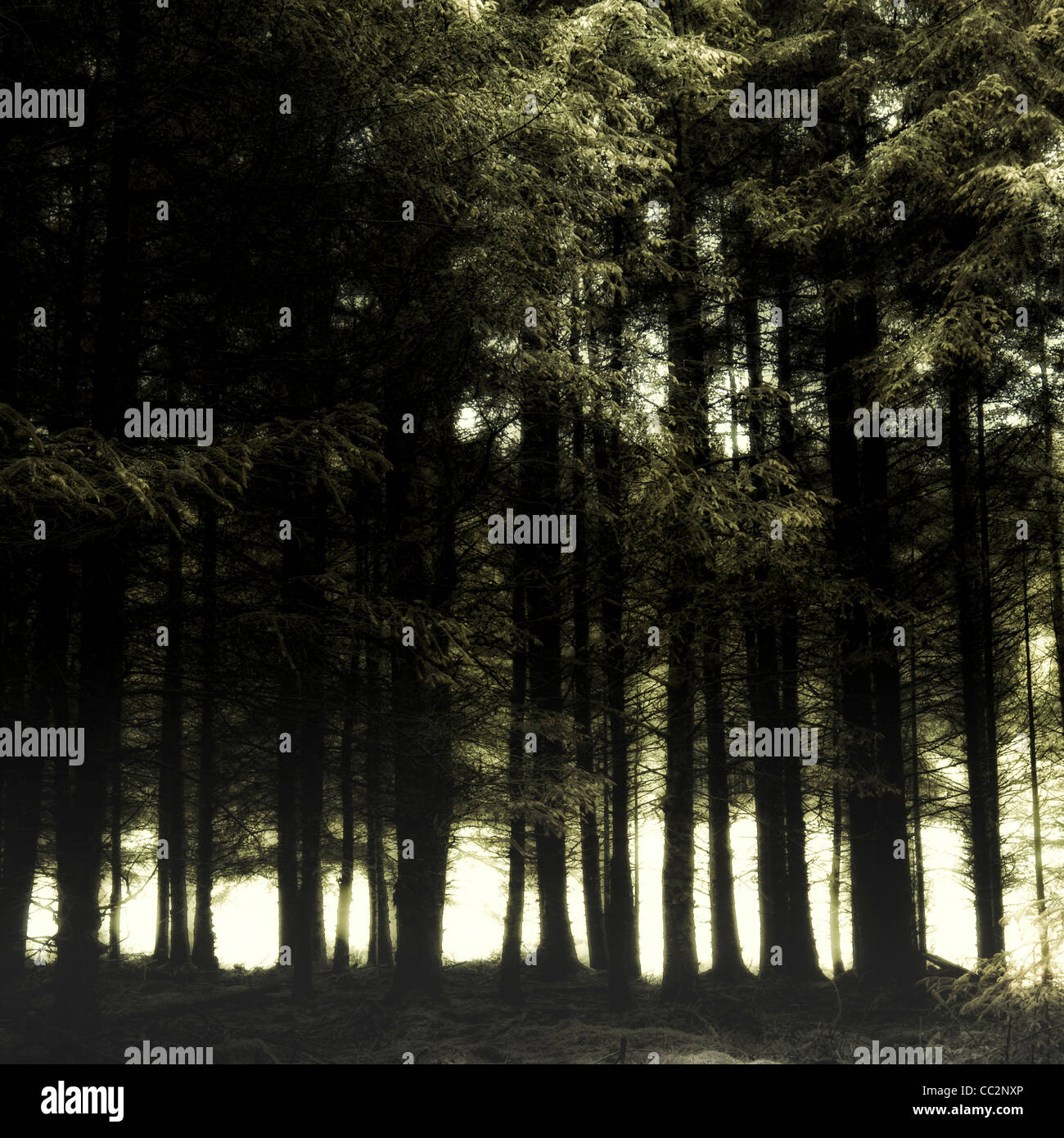 Bäume im Wald Stockfoto